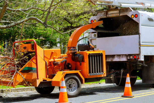 How Our Tree Care Process Works  in Greencastle, PA